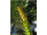 Alpska drežica (Selagonella selaginoides)