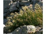 Alpska dresen (Polygonum alpinum)