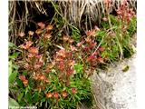 Črnoškrlatni kamnokreč (Saxifraga exarata subsp. atropurpurea)