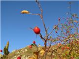 Krn-Batognica-Vrh nad Peski šipkovi grmi se kar šibijo od sočnih plodov