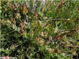 Poljska osivnica (Oxytropis campestris), plod; Col D'Iseran, Francija.