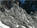 Špik (2472 m) - SZ greben Pri sestopu zagledava krasne belke, prvič v živo.