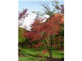 Arboretum - Volčji pottok Jesen v pomladi