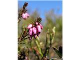 Spring heath (Erica carnea)