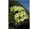 Common Primrose (Primula vulgaris)