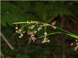 Trava, gozdna bekica (Luzula sylvatica)