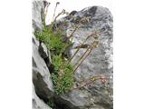 Grozdasti kamnokreč (Saxifraga paniculata)
