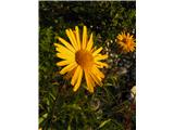 Yellow oxeye daisy (Buphthalmum salicifolium)