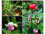 potonika je botanična-Paeonia peregrina, čeveljček vrtnarski in naša turška lilija