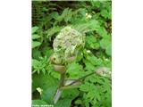 Navadni gozdni koren (Angelica sylvestris)