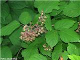 Srhkostebelna robida (Rubus hirtus) z značilnimi trojnatimi listi na začetku plodenja.
