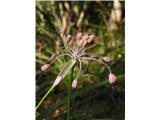 Lepi luk (Allium carinatum pulchellum)
