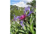 Mountain Bluets (Centaurea montana)
