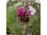 Navadni klinček (Dianthus carthusianorum)
