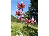 Martagon lily (Lilium martagon)