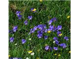 Dolgoostrožna vijolica (Viola calcarata)
