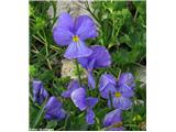 Dolgoostrožna vijolica (Viola calcarata), NP Gran Paradiso, Italija.