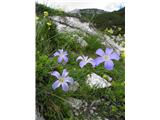 Alpine flax (Linum julicum)