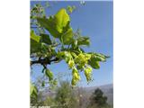 Trokrpi javor (Acer monspessulanum)