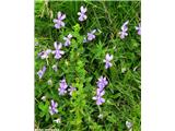 Rogata vijolica (Viola cornuta)