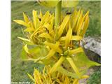 Vardjanov ali prostoprašnični svišč ali košutnik (Gentiana lutea subsp. vardjanii)