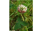 Hibridna detelja (Trifolium hybridum)