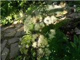 Orličnolistni talin ali vetrovka (Thalictrum aquilegiifolium)