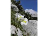 Alpska mastnica (Pinguicula alpina)