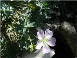 Srebrna krvomočnica (Geranium argenteum)
