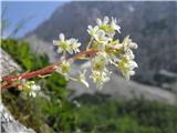 Grozdasti kamnokreč (Saxifraga paniculata)
