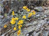Ta grint je pa drugačen.Morda sem po Flori Alpini našel,morda je  Senecio cineraria-ta ne raste pri nas.