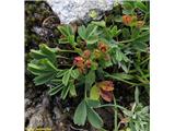 Polegli žoltec (Sibbaldia procumbens), NP Gran Paradiso, Italija.