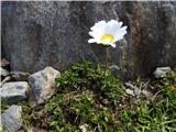 So nizke rasti-od 5-15 cm-Leucanthemopsis alpina.