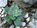rozeta botaničnega krasnega kamnokreča (Saxifraga cotyledon), ki ima čisto bele cvetne lističe.