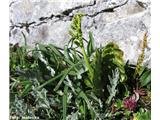 Navadna mladomesečina (Botrychium lunaria)
