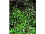 Gozdni grahor (Lathyrus sylvestris)