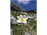 Alpine Pasqueflower (Pulsatilla alpina)