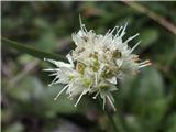 Rumenkasti luk (Allium ericetorum)