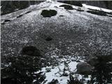 Zimski plaz je odrezal vrhove smrek, ki ležijo na tleh
