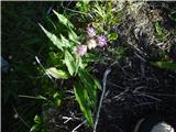 Alpska kosmatulja (Saussurea alpina)