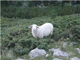 Fineilspitze -  Punta di Finale (3516) Ovce so tu kar velike