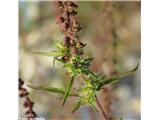 Pelinolistna žvrklja (Ambrosia artemisiifolia)