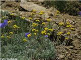 Ledeniški pelin (Artemisia glacialis)