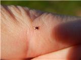Tick (Ixodoidea)