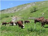 Bessans - dolina Averole Le zakaj so francoski siri najboljši, in so samo12-14€/kg (mleko gorske paše)