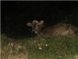 tako me je presenetila krava, ki je počivala ob poti pod planino Zaslap