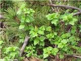 Alpsko grozdičje (Ribes alpinum)