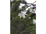 Navadni kosmuljek (Anthericum ramosum)