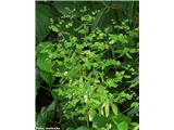 Nazobčanolistni mleček (Euphorbia stricta)