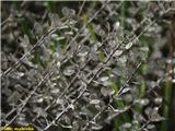 Gorski grobeljnik (Alyssum montanum)